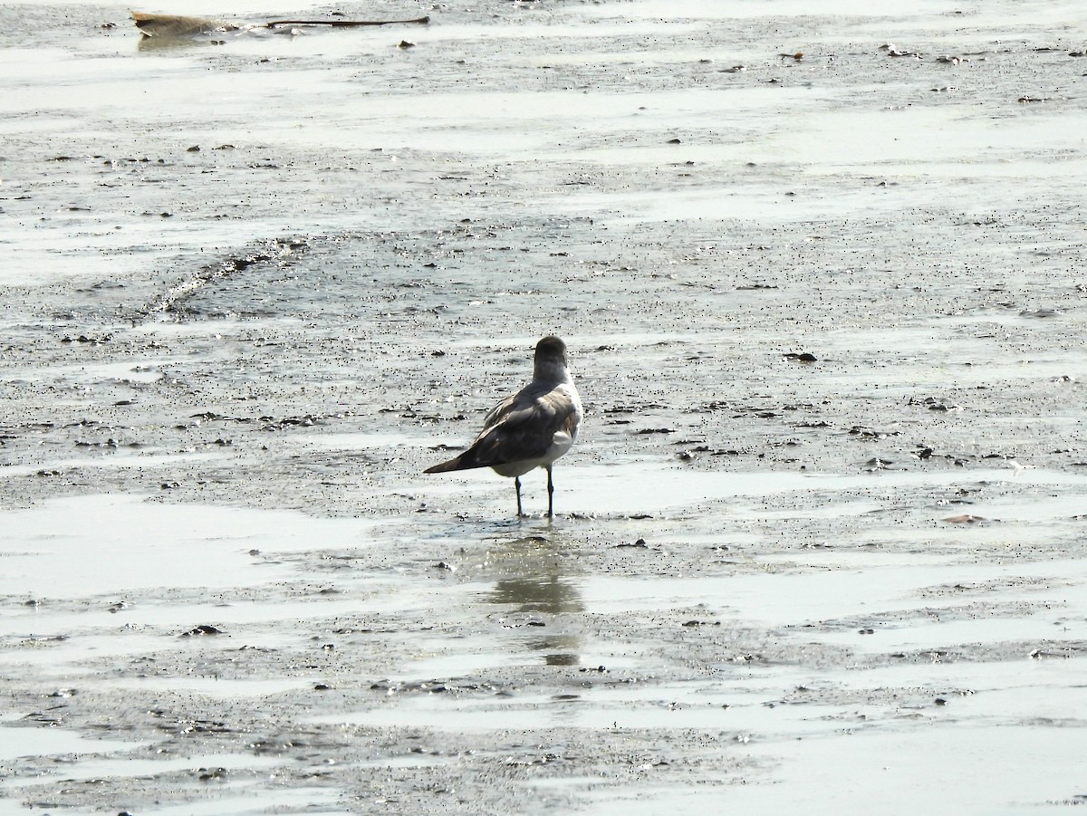 ワライカモメ - ML644340995