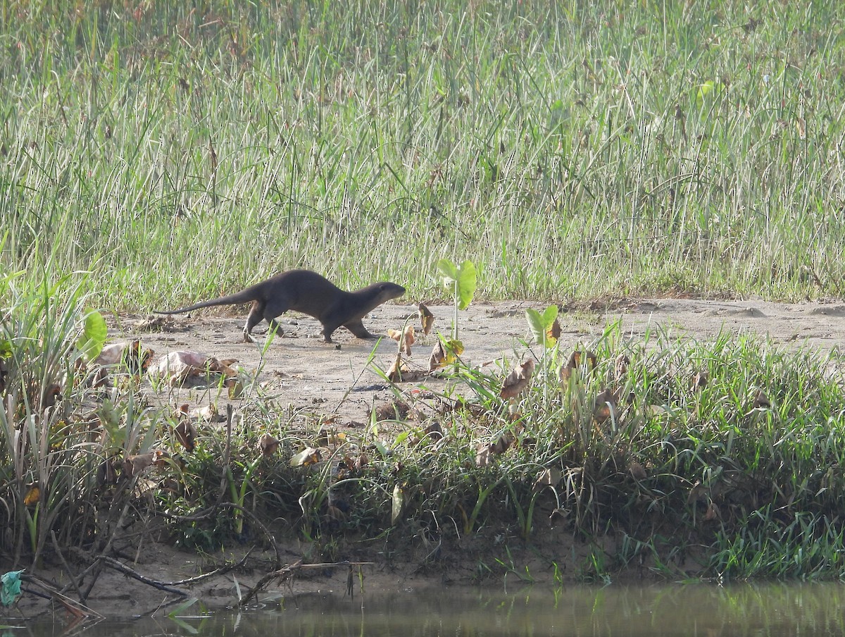 Animals - ML644341005