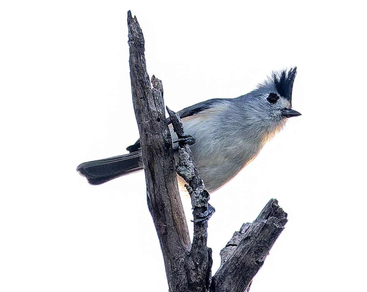 Чернохохлая гренадерка - ML644341006