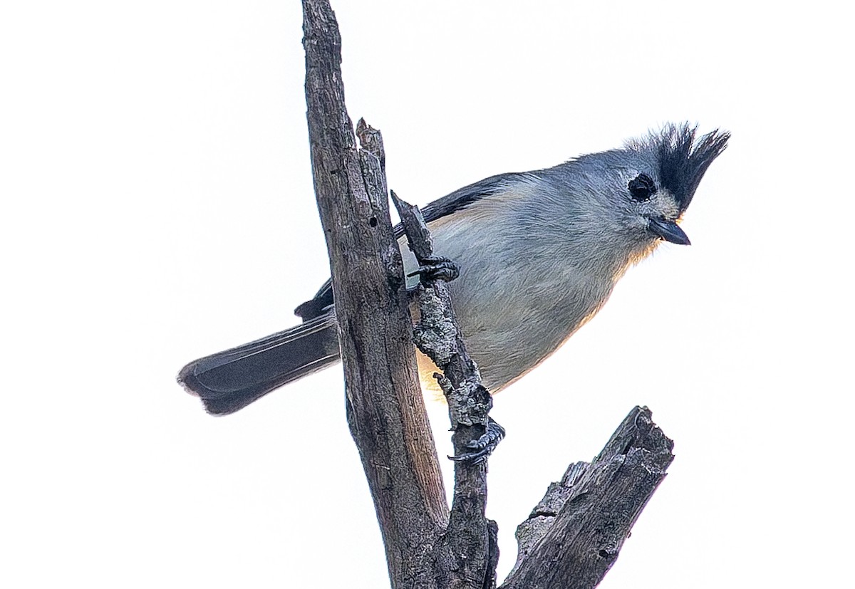 Чернохохлая гренадерка - ML644341007