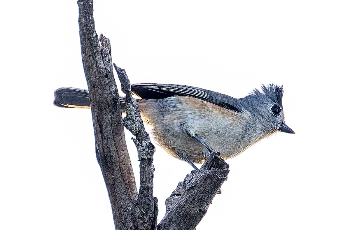 Чернохохлая гренадерка - ML644341008