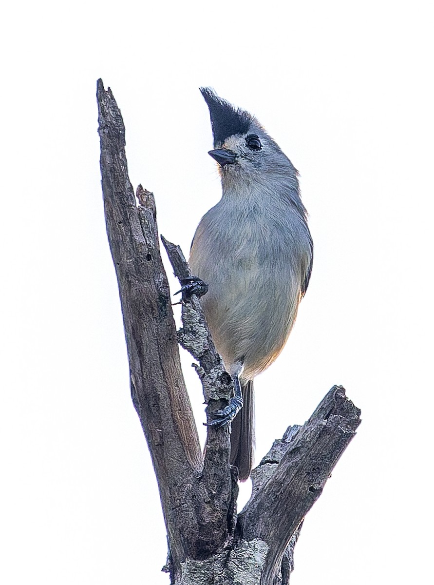 Чернохохлая гренадерка - ML644341009