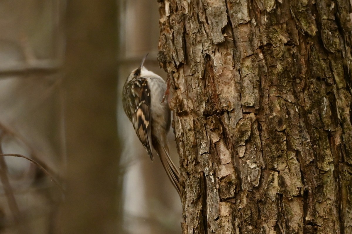 Brown Creeper - ML644341018