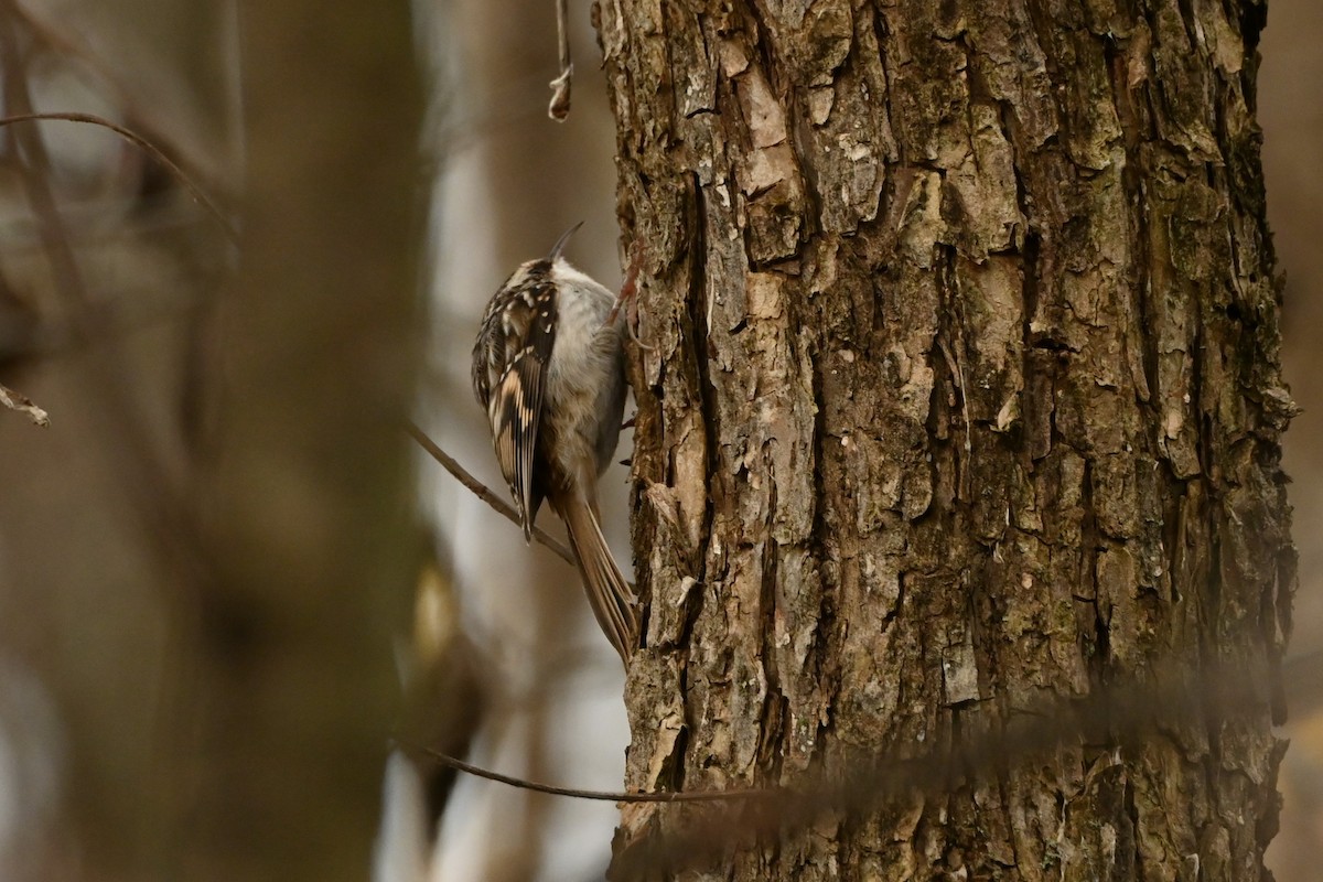 Brown Creeper - ML644341019