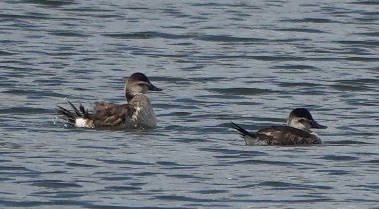 Ruddy Duck - ML644341020