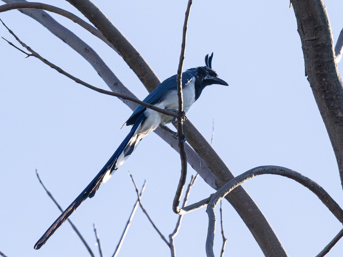 Black-throated Magpie-Jay - ML644341023