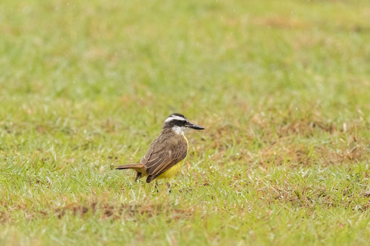 Boat-billed Flycatcher - ML644341040