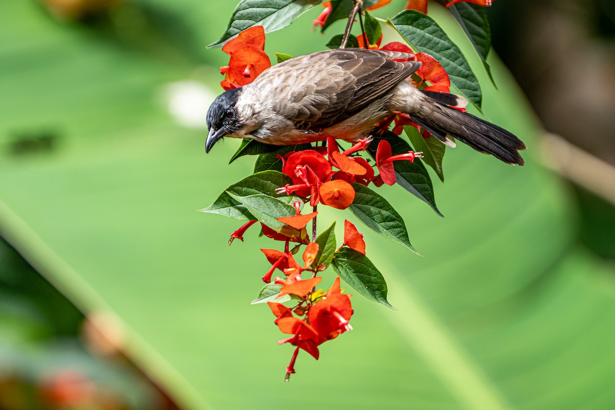 Sooty-headed Bulbul - ML644341061