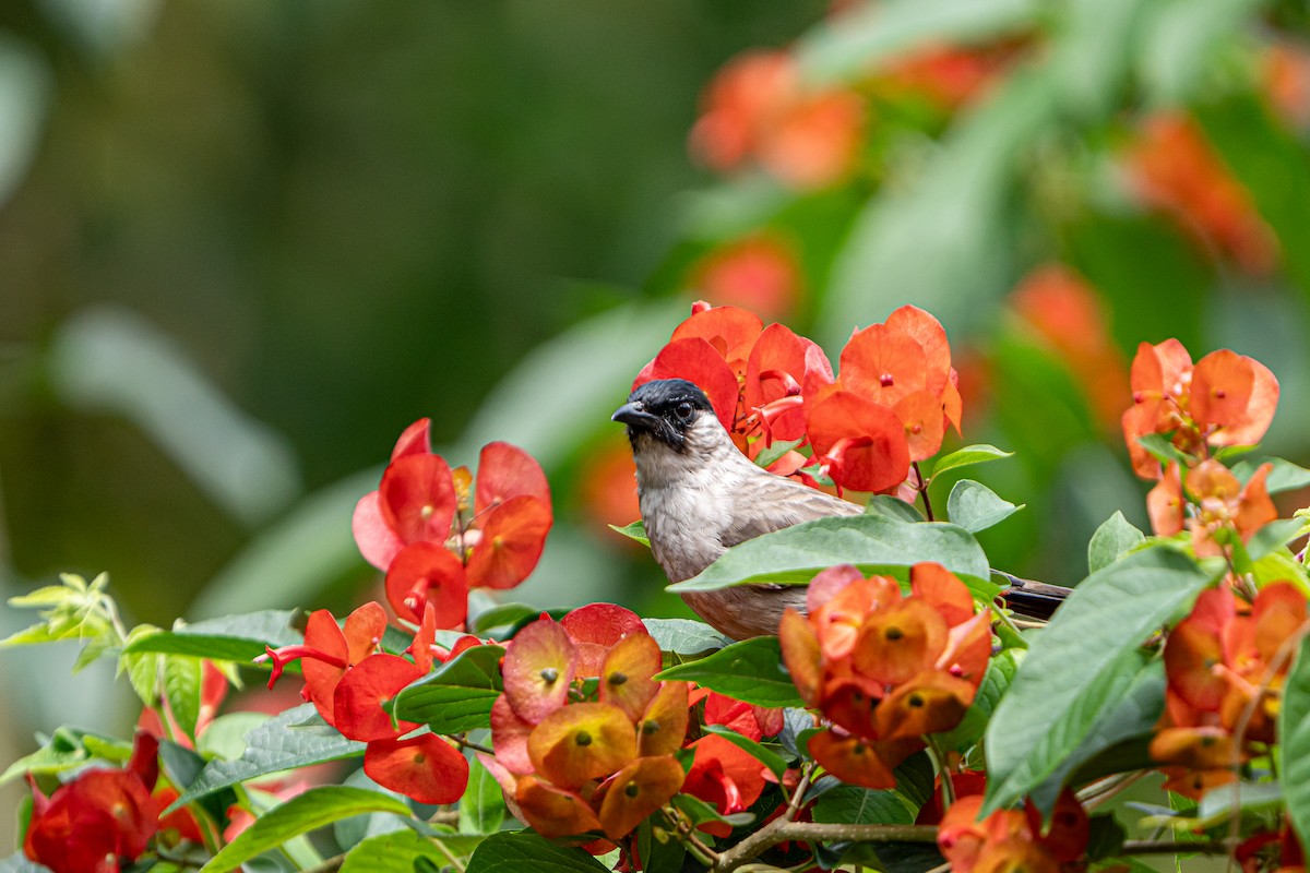 Sooty-headed Bulbul - ML644341062