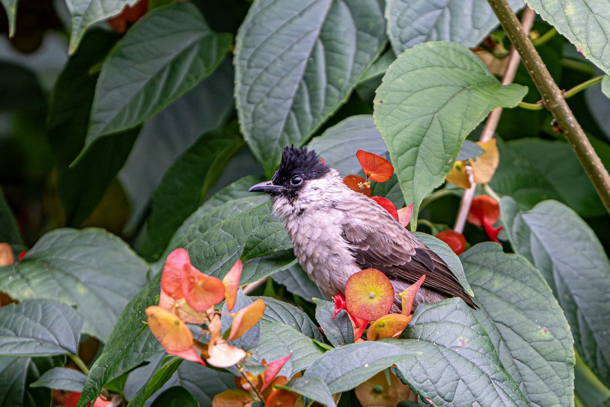 Sooty-headed Bulbul - ML644341063