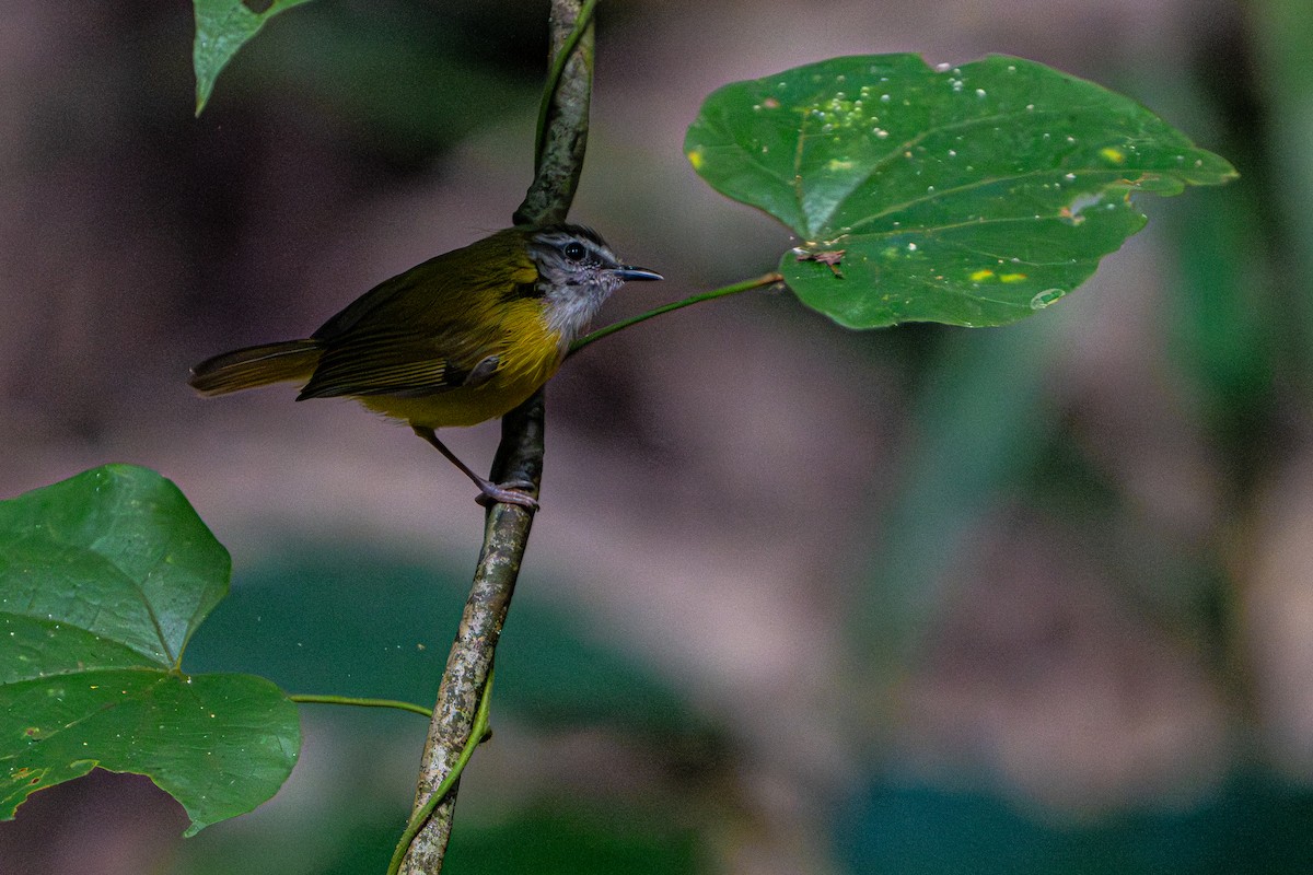 Yellow-bellied Warbler - ML644341068