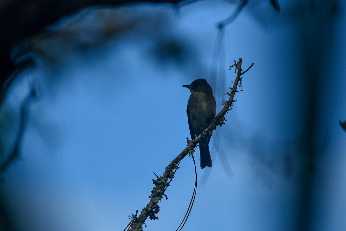 Western Wood-Pewee - ML644341069