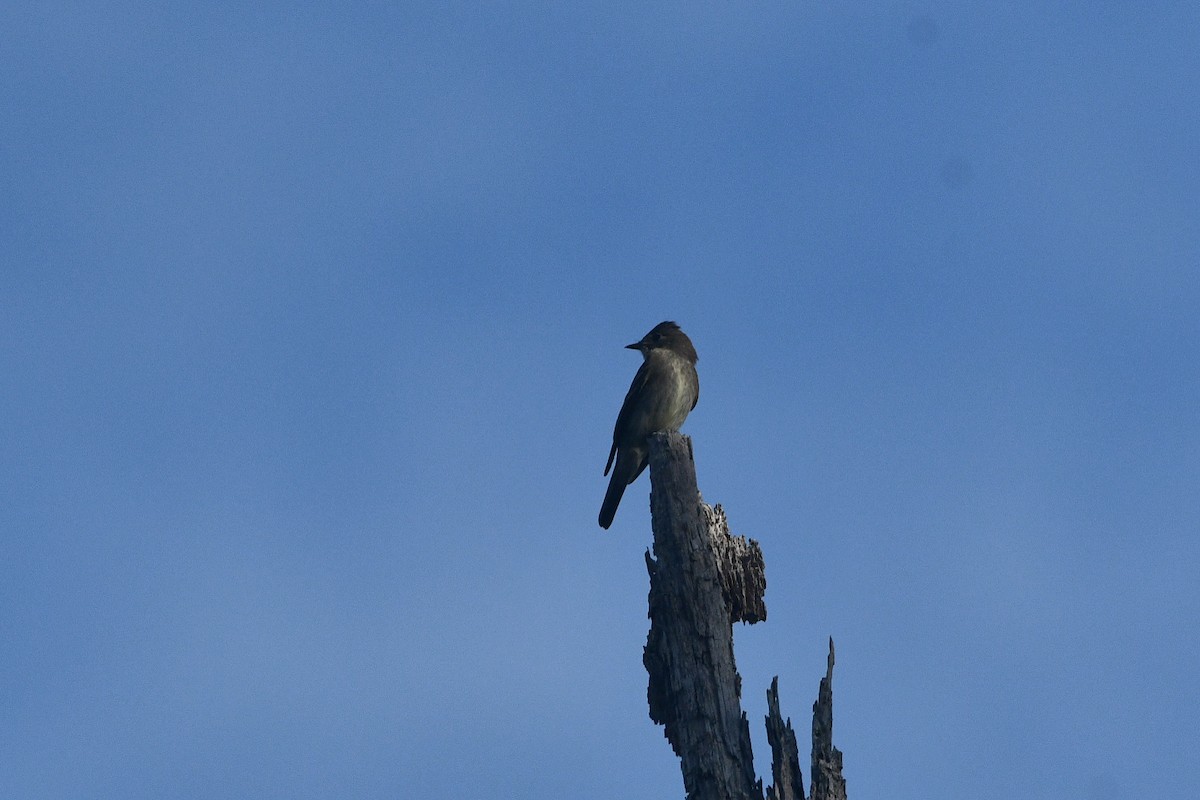 Western Wood-Pewee - ML644341070