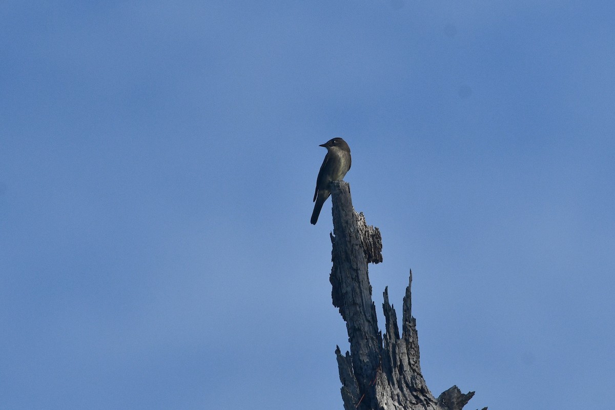Western Wood-Pewee - ML644341071