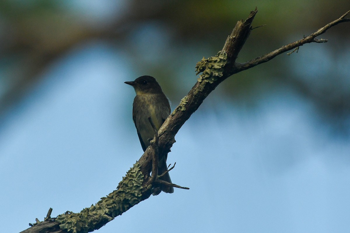 Western Wood-Pewee - ML644341072