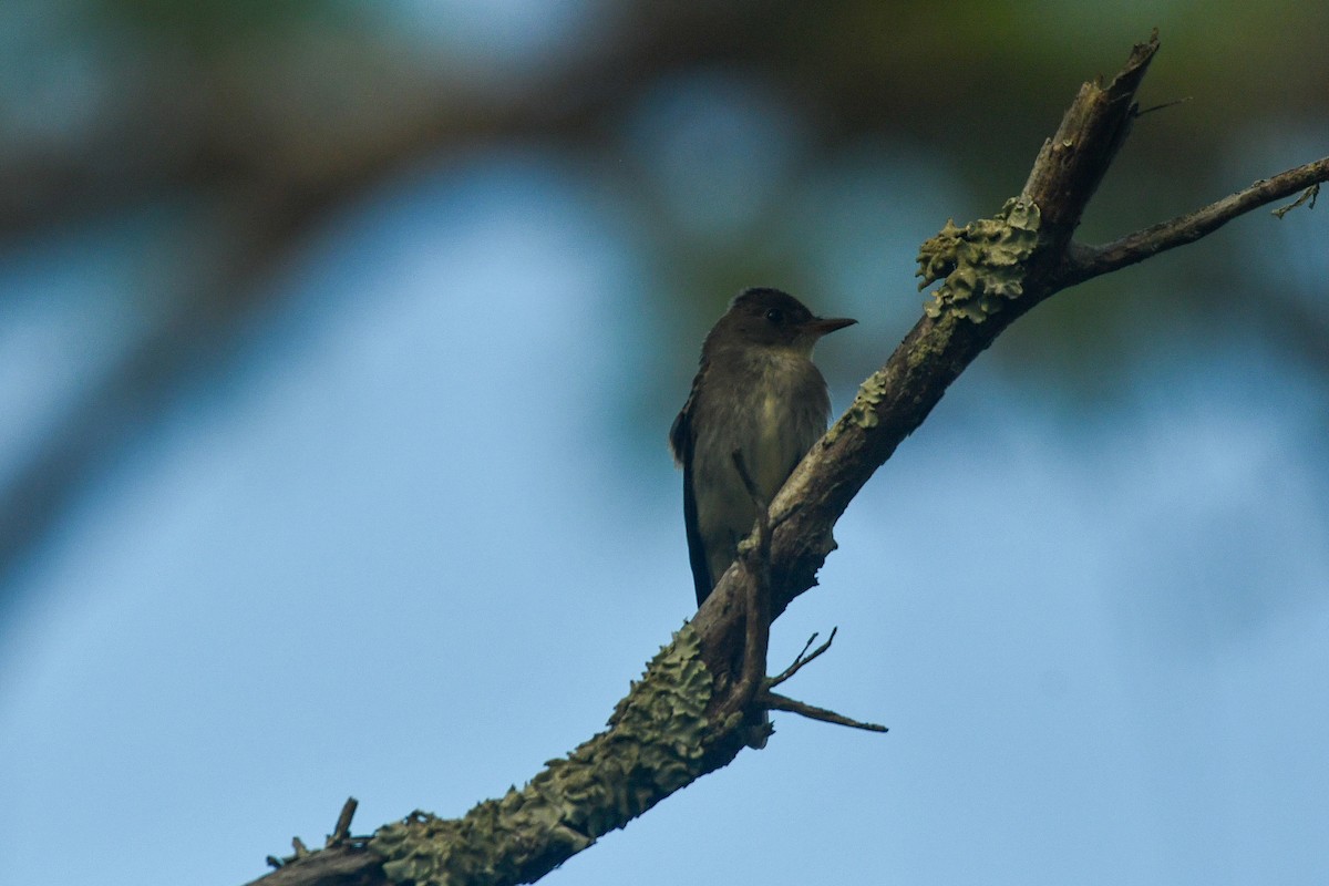 Western Wood-Pewee - ML644341073