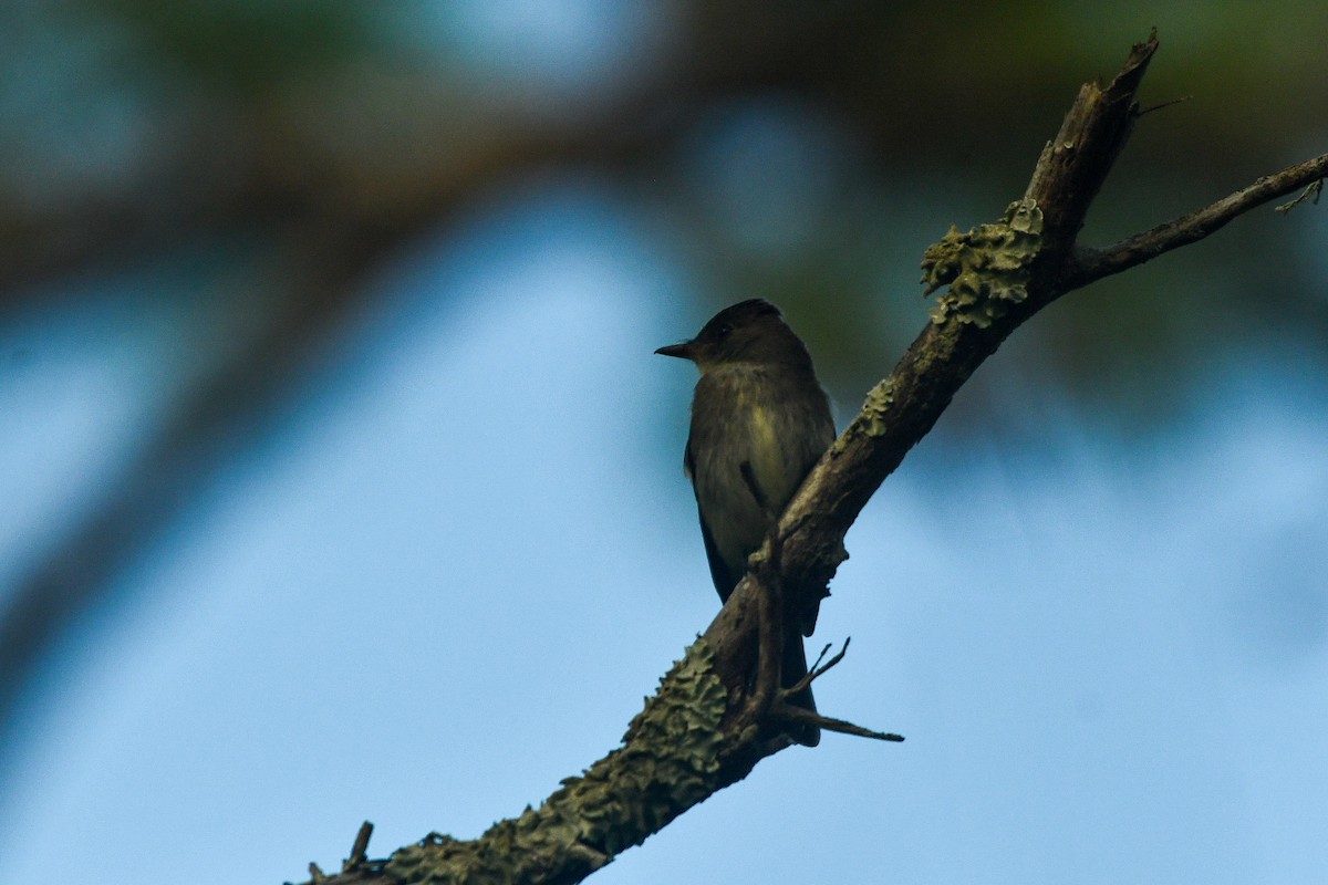 Western Wood-Pewee - ML644341074