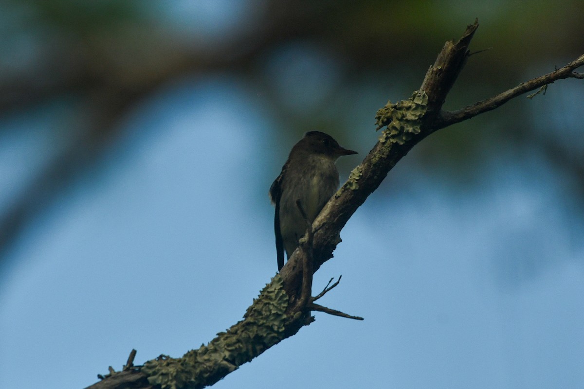 Western Wood-Pewee - ML644341075