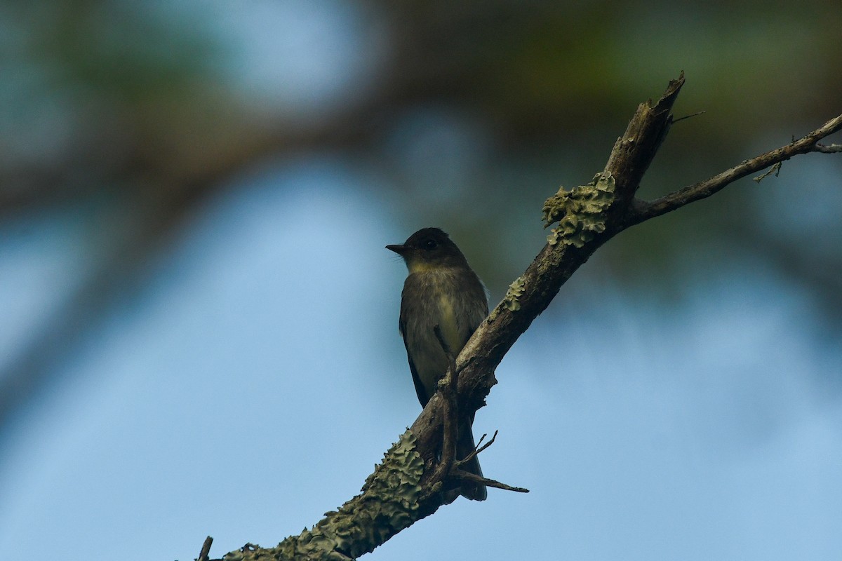 Western Wood-Pewee - ML644341076