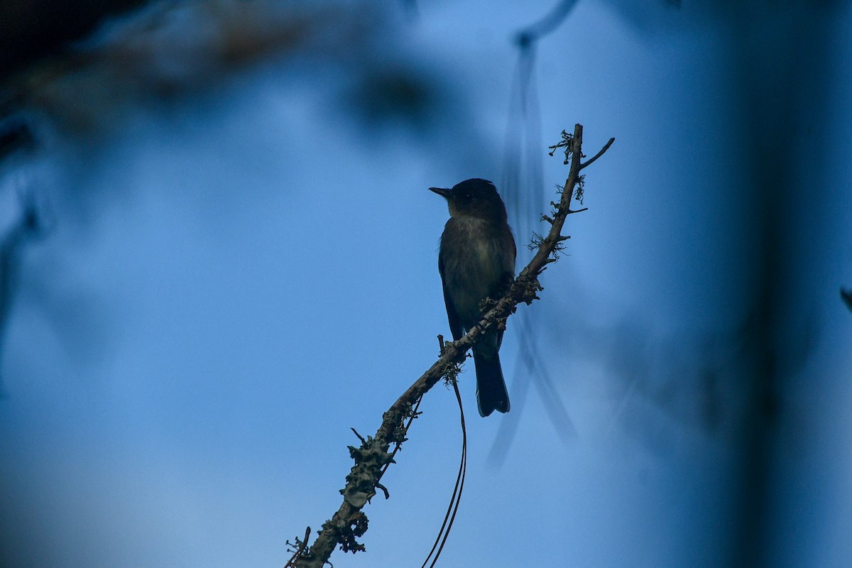 Western Wood-Pewee - ML644341077