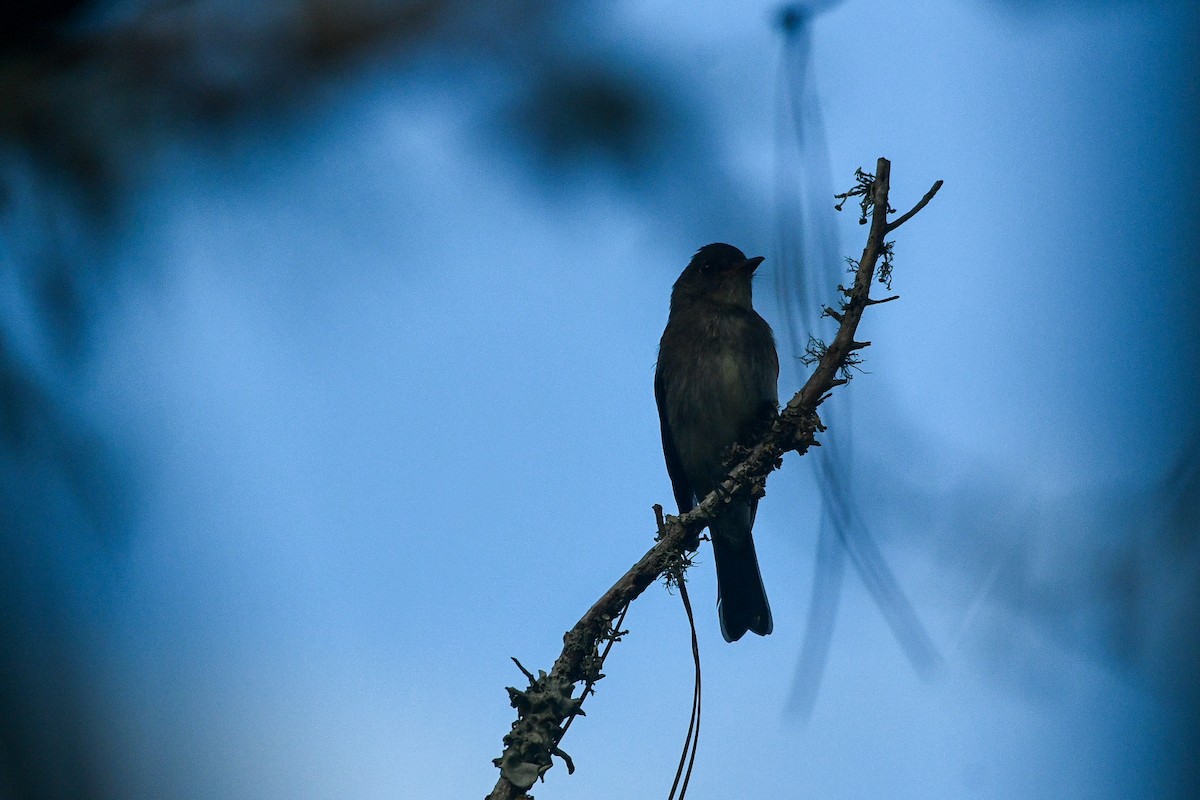 Western Wood-Pewee - ML644341078