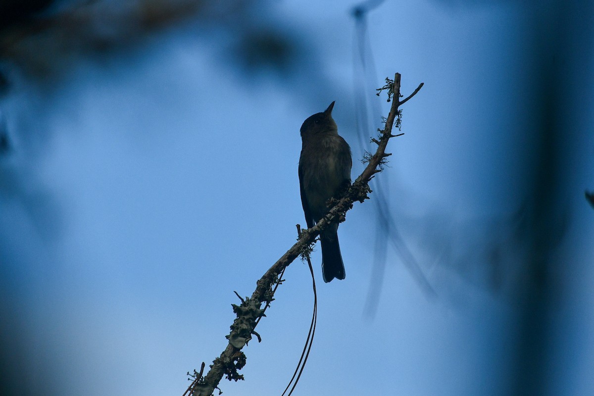 Western Wood-Pewee - ML644341079