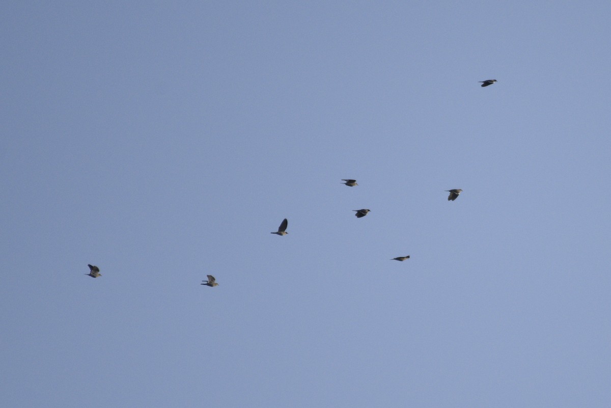 White-winged Dove - ML644341093