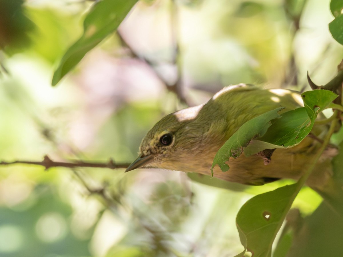 Orange-crowned Warbler - ML644341094