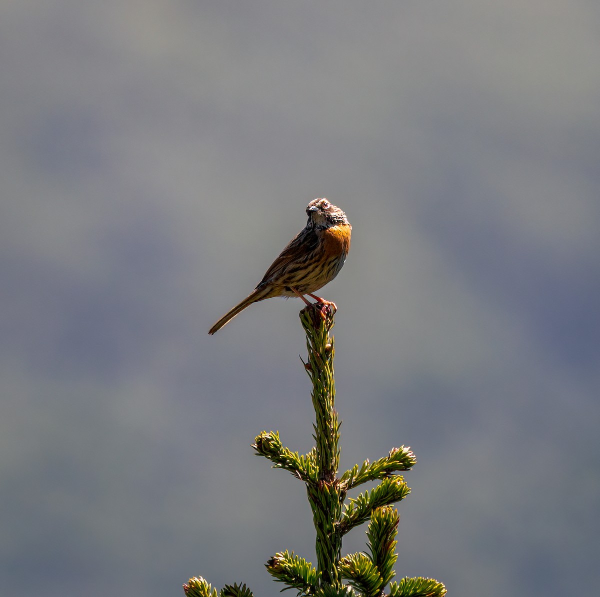 Rufous-breasted Accentor - ML644341097