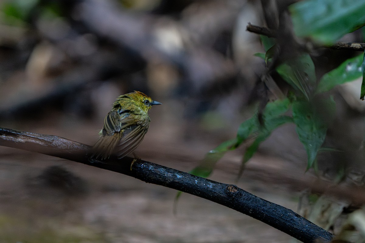 Timalie à gorge striée - ML644341106