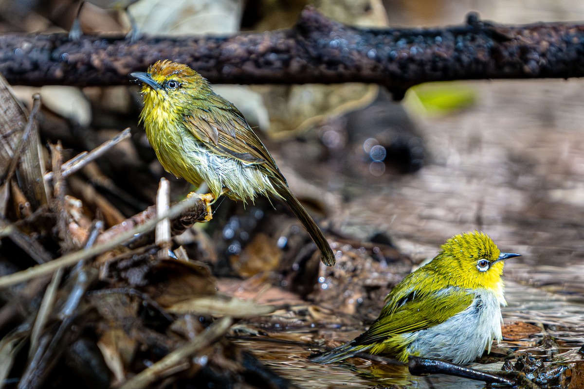Timalie à gorge striée - ML644341107