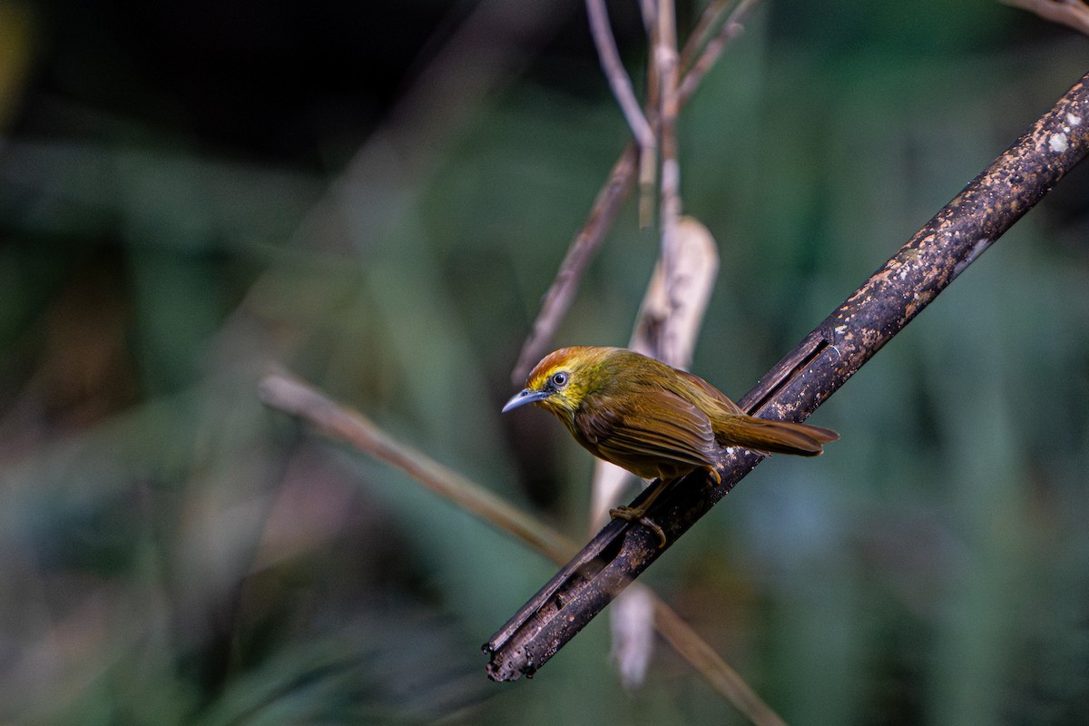 Timalie à gorge striée - ML644341108