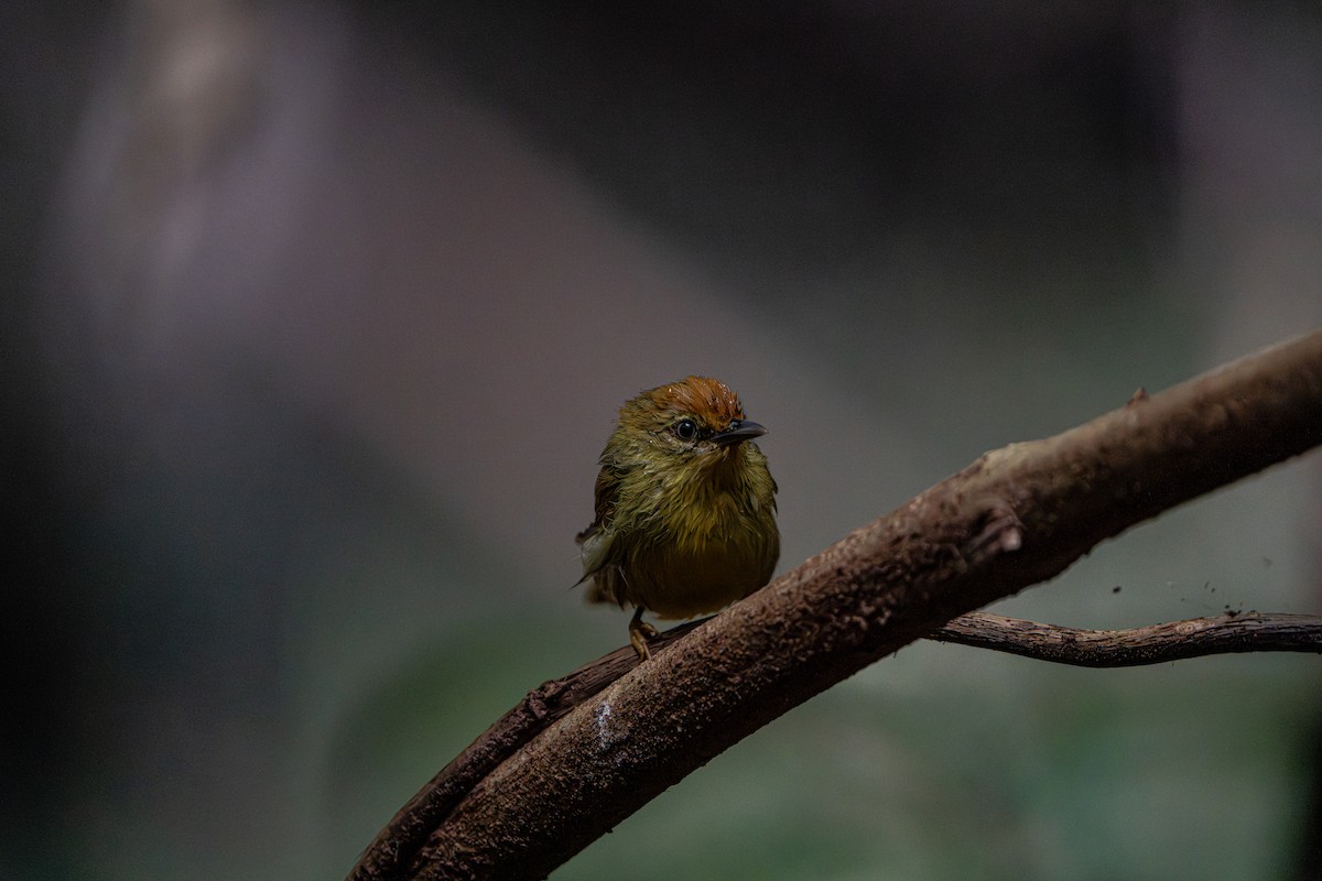 Timalie à gorge striée - ML644341109