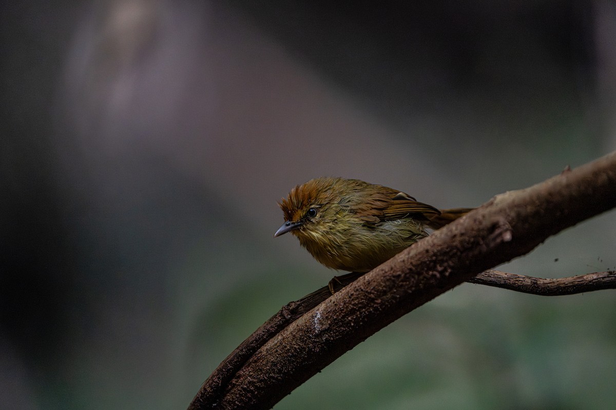 Timalie à gorge striée - ML644341110