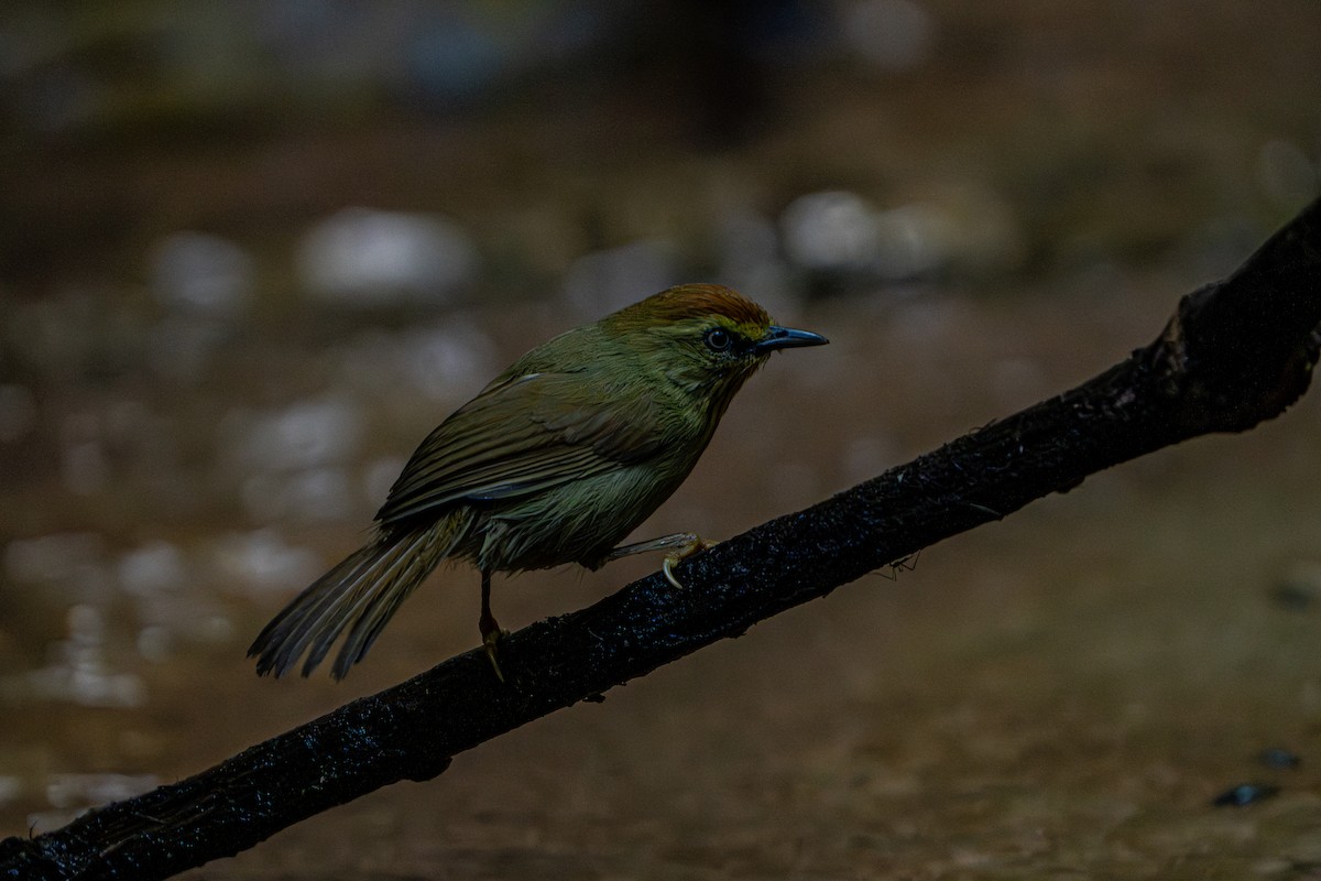 Timalie à gorge striée - ML644341111