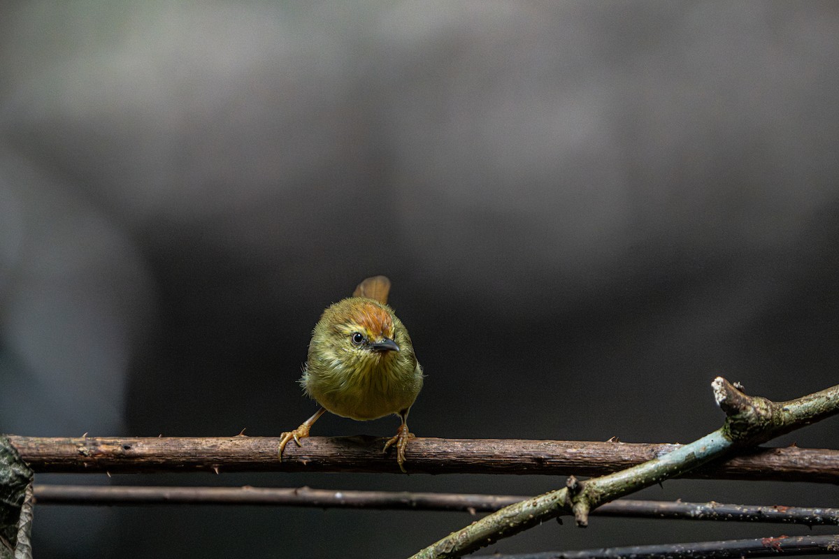 Timalie à gorge striée - ML644341112