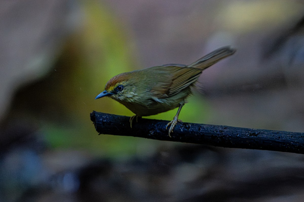 Timalie à gorge striée - ML644341113