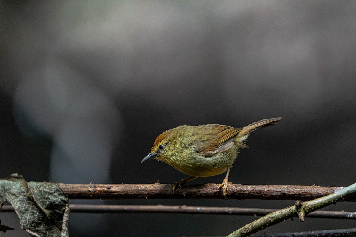 Timalie à gorge striée - ML644341114