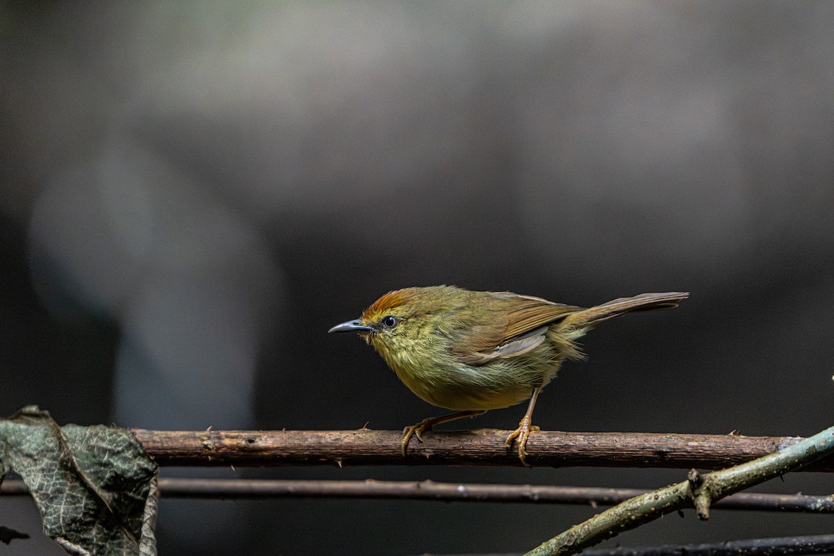 Timalie à gorge striée - ML644341115