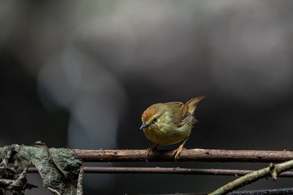Timalie à gorge striée - ML644341116
