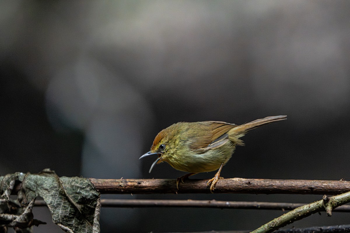 Timalie à gorge striée - ML644341117