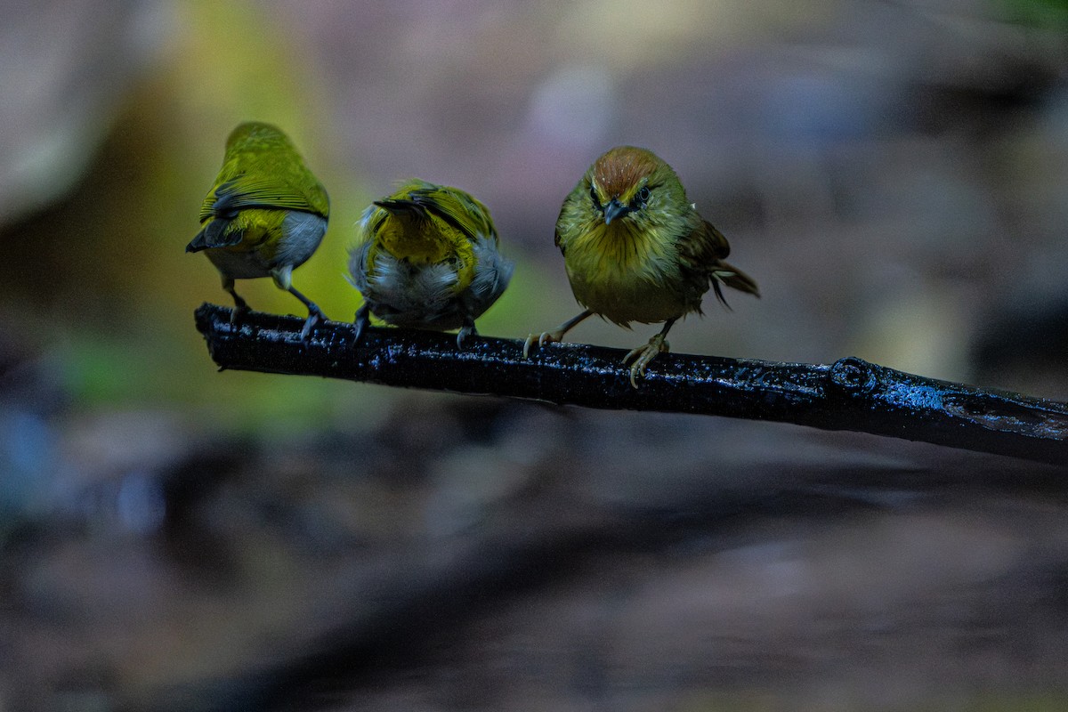Timalie à gorge striée - ML644341118