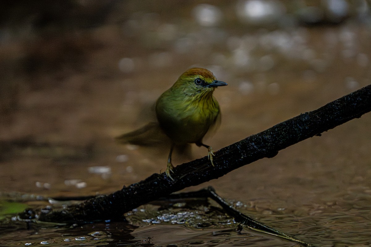 Timalie à gorge striée - ML644341119