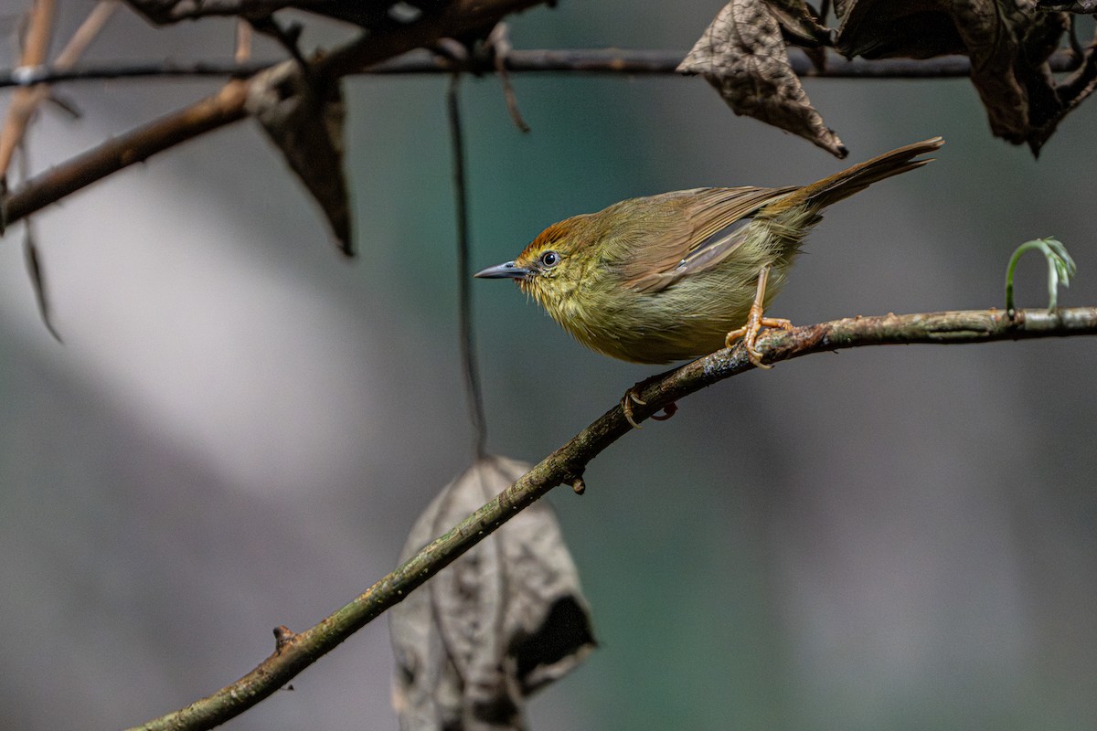 Timalie à gorge striée - ML644341121