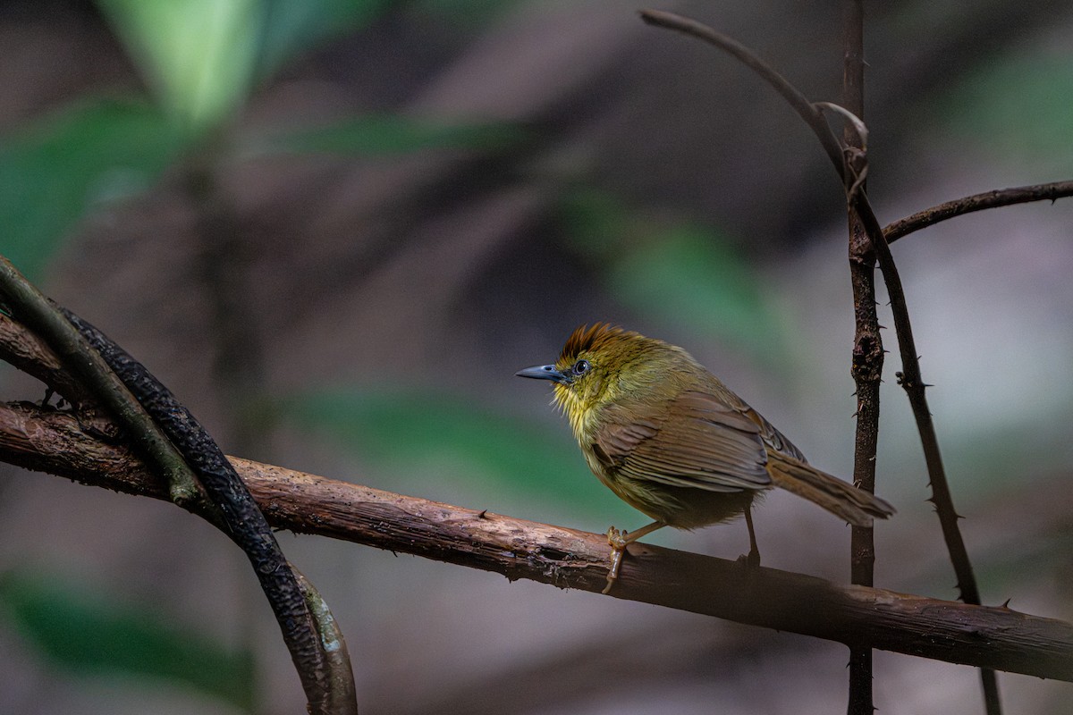 Timalie à gorge striée - ML644341124
