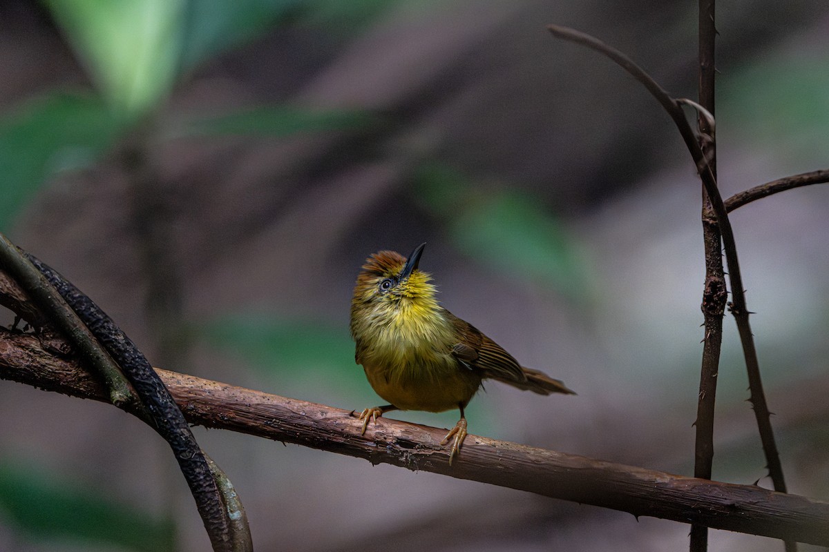 Timalie à gorge striée - ML644341125