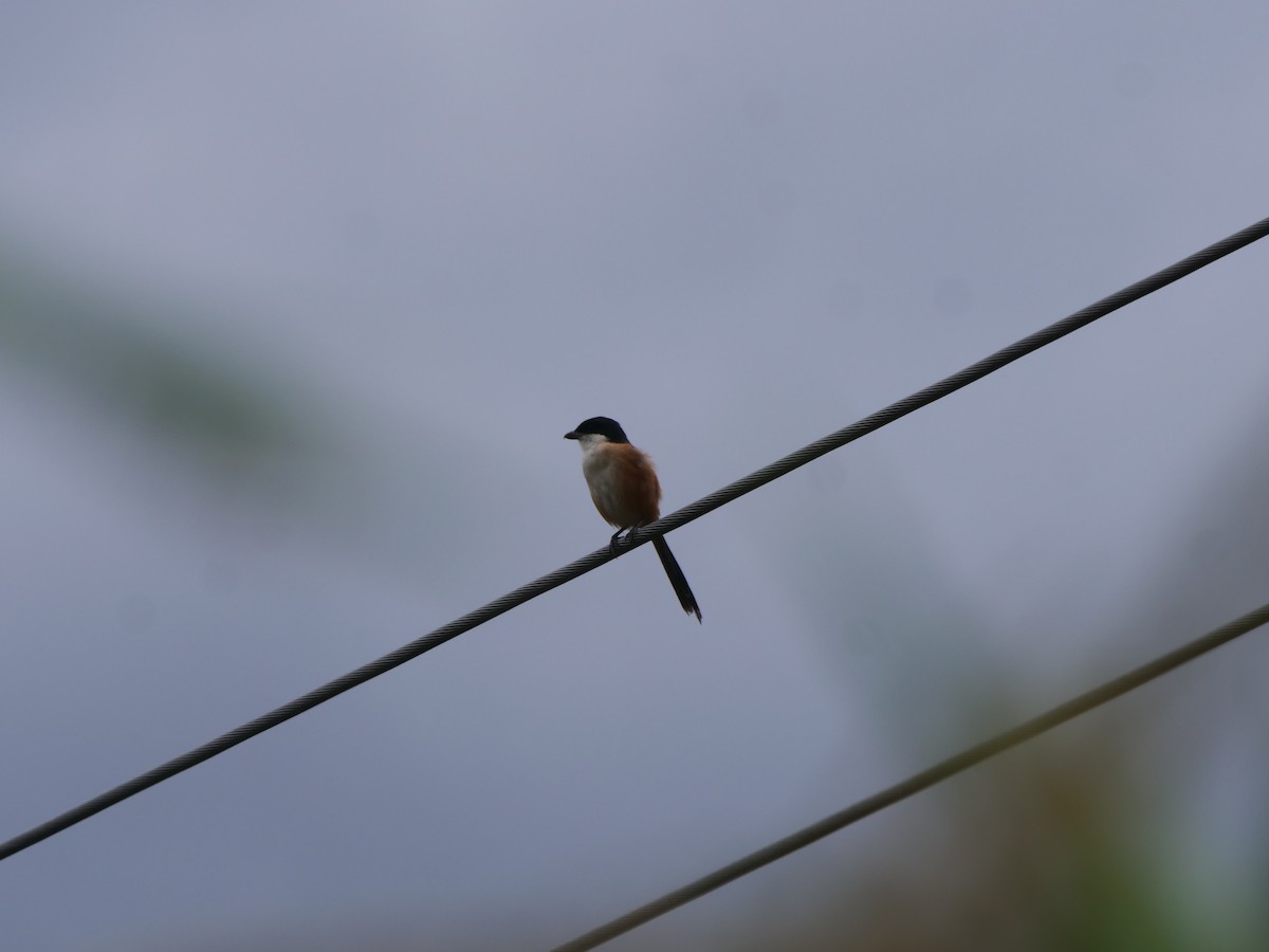 Alcaudón Schach (tricolor/longicaudatus) - ML644341128