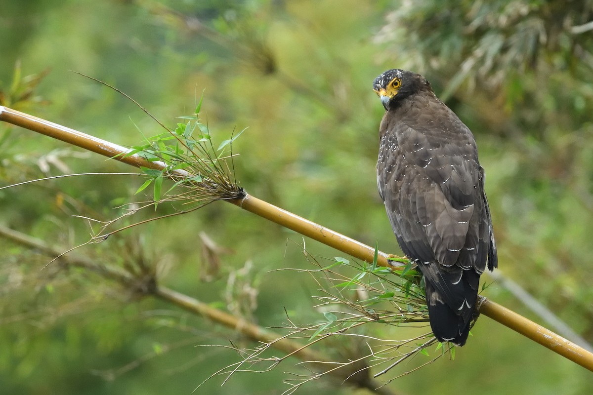 Crested Serpent-Eagle - ML644341129