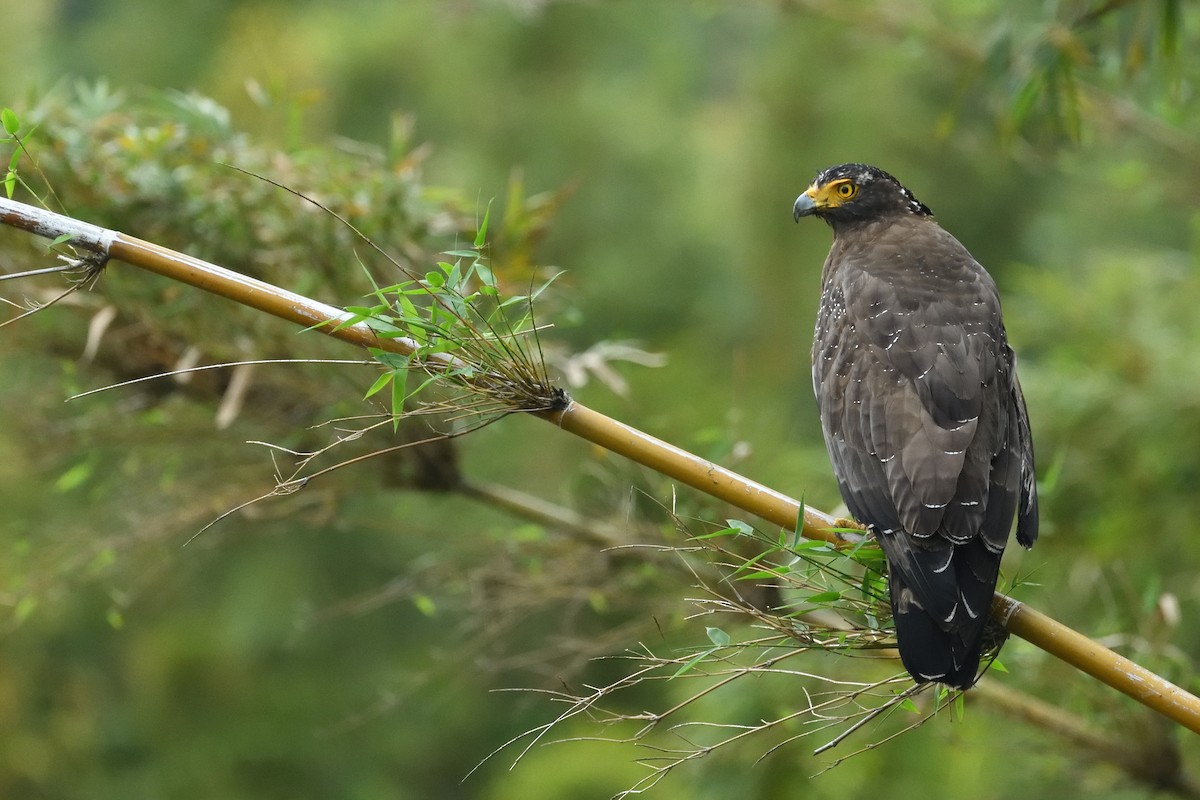 Crested Serpent-Eagle - ML644341130