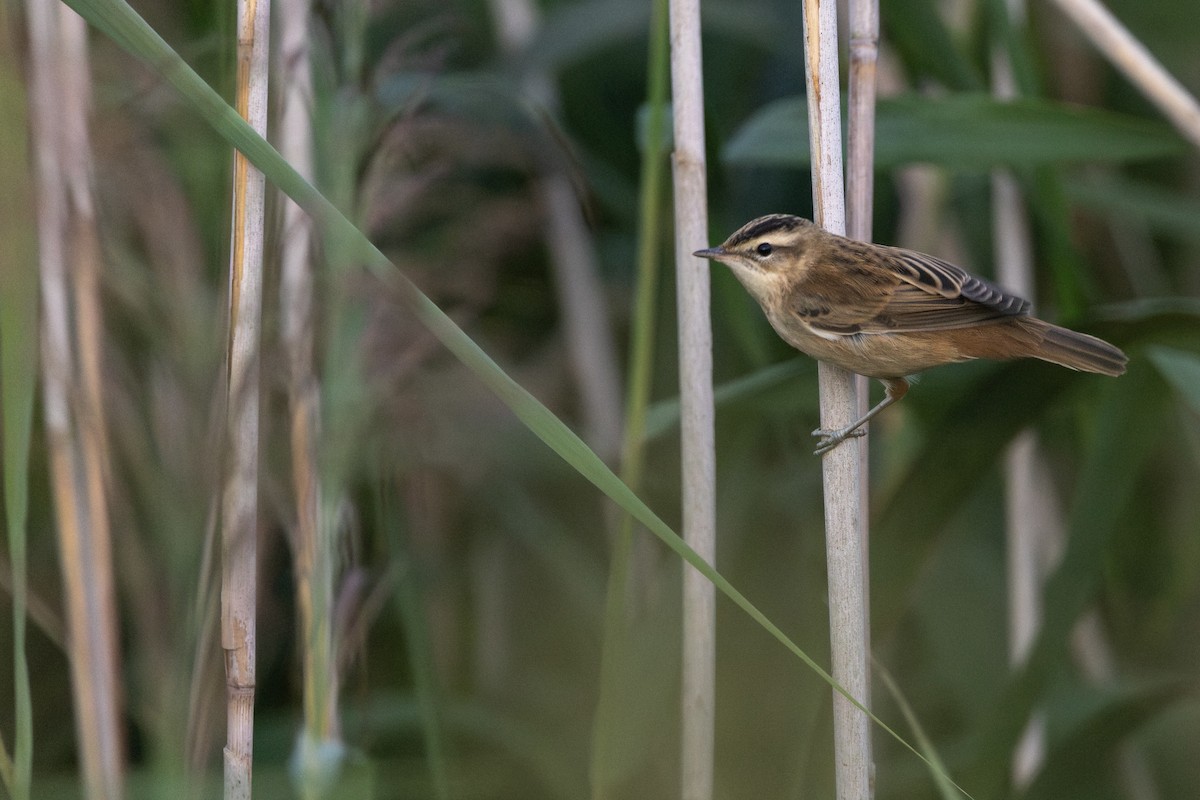 Sedge Warbler - ML644341161